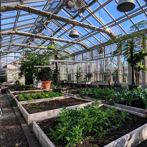 A greenhouse with glass walls and ceiling contains several raised garden beds filled with various green plants and vegetables, with sunlight streaming inside and larger potted plants around the edges.